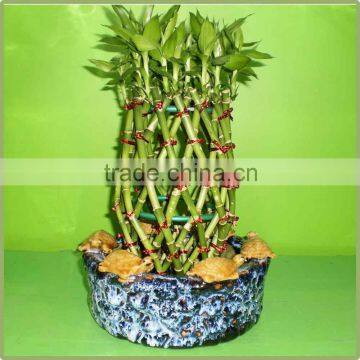 Pineapple Shape Cage Shape Lucky Bamboo Air Bonsai Tree Dracaena Sanderiana Indoor Aquatic Plants Nursery Garden Decoration photo-2