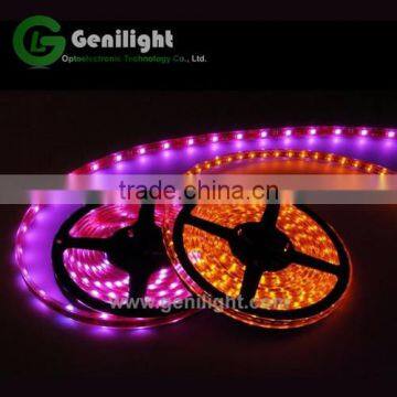 5050 Rgbw Led Strip photo-5