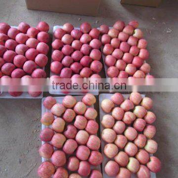 Top Quality Fresh Red Fuji Apple