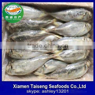 Frozen Horse Mackerel with Size 25cm+