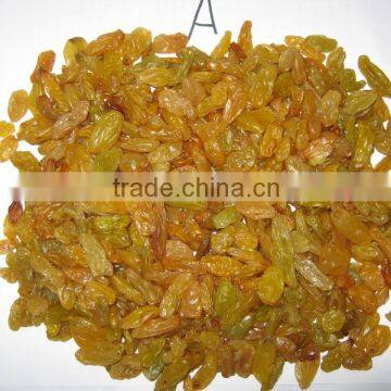 GOLDEN RAISIN (NEW CROP) photo-3