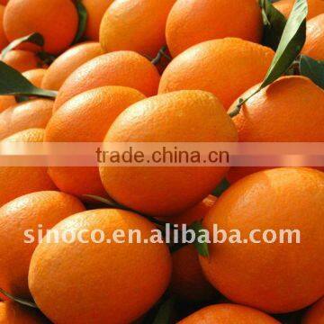 Hot Sale Navel Orange