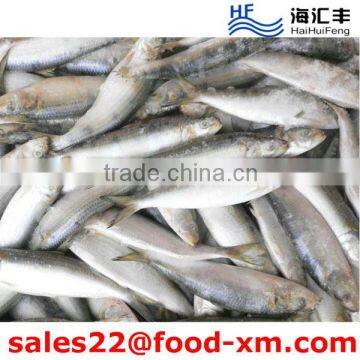 Top quality frozen sardine w/r low price