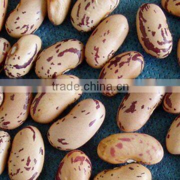 Light speckled beans (Long shape)