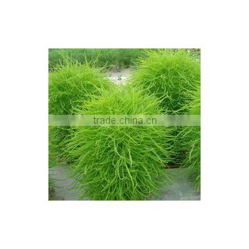 Hot sale Kochia scoparia seeds for growing