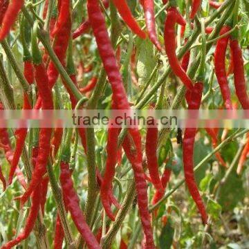 EXPORT QUALITY RED CHILI FOR SUPPLY