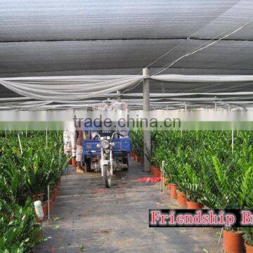 Natural Zamioculcas Zamiifolia for Indoor Ornamental Decorative Bonsai Plants
