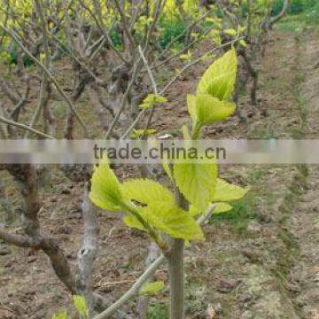 Morus Alba L Seedling photo-2