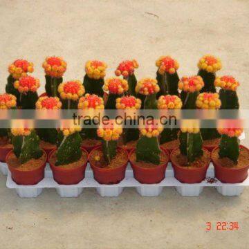 Indoor mini colors (red and yellow) Grafted Cactus bonsai from professional nursery