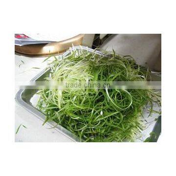 Restaurant Counter Top Commercial Electric Green Onion Cutter/Onion Shredder/Green Onion Cutting Machine photo-2