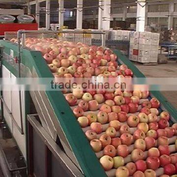 Fruits Shaddock Grading Machine Sorter Grader Separator Weight Sorting Machine