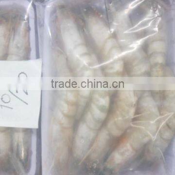 Sea Shrimps photo-2