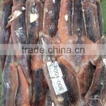 Frozen Illex Squid Argentina Squid From China Supplier 300-400g photo-2