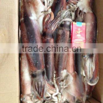 Squid Jig of Todarodes Pacificus photo-3