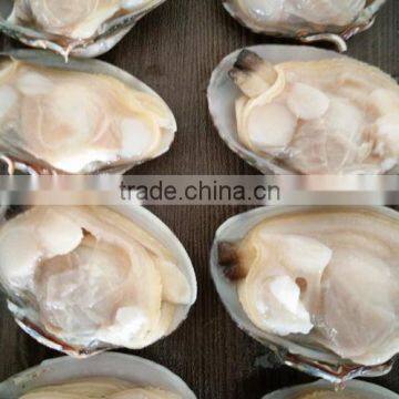 CHINA LOCAL BABY CLAM FOR MAKING VACCUM FROZEN BOILED CLAM photo-2