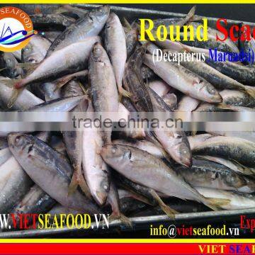 FROZEN SHORT BODY MACKEREL WHOLE ROUND photo-2