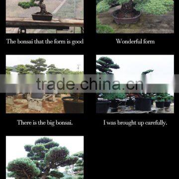 Professional and High-grade Bonsai Plants for Sale Tree at Custom Tailoring photo-4