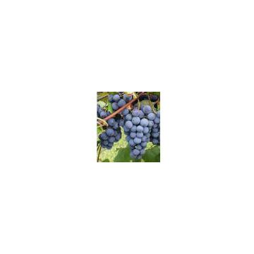 98%Resveratrol-Grape Skin Extract