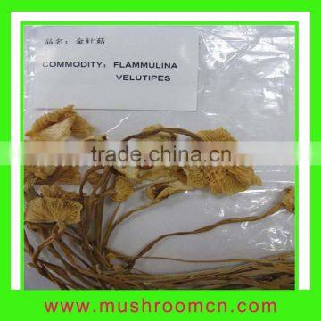 2012 new crop Flammulina Velutipe