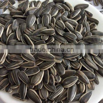 2016 new crop chinese sunflower seeds 909,sunflower seeds market price