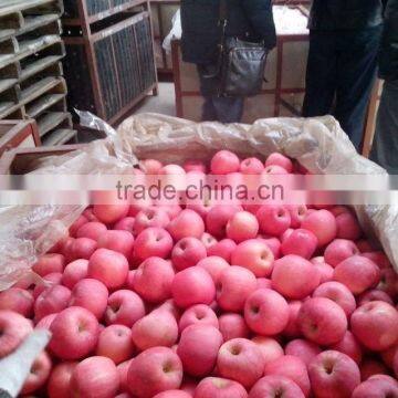Mature Natural Red Apple Wholesale Fuji Apple China With Fresh Apple Price photo-2