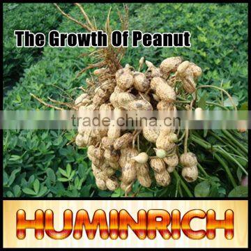 FAQ-The Growth Of Peanut