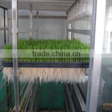 Hydroponics Animal Fodder Machine Green Feed Livestock Fodder Sprout Machine Hydroponic Fodder System photo-5