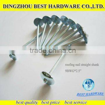 umbrella head galvanized ring shank roofing nails factory