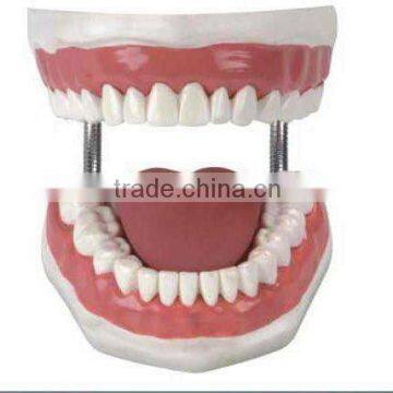 artificial tooth, medical model