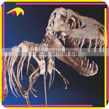 KANO5195 Amusement Realistic Artificial Skeleton Model Of Dinosaur