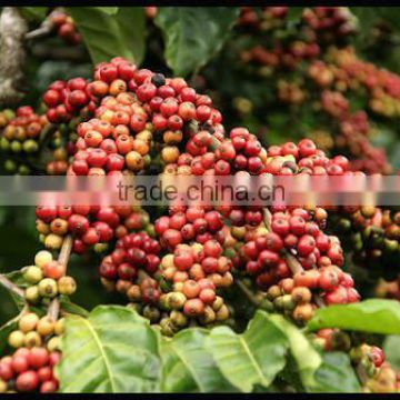 New crop robusta coffee grade 1 scr 16 & 18 from Vietnam