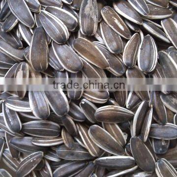 Hulled sunflower seeds