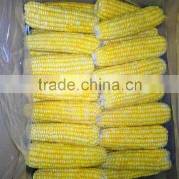 IQF Sweet Corn Frozen Sweet Corn Huazhen Variety