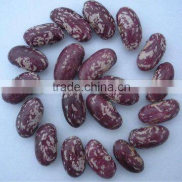 Purple Speckled Kidney Bean Crop 2012