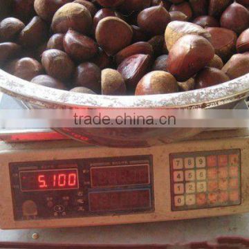 chinese raw chestnut(95-105pcs)