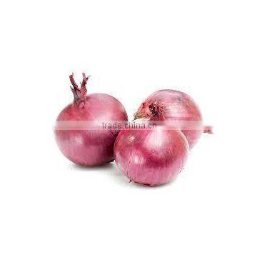 Red Onion with high quality