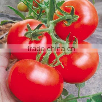 hybrid tomato seeds for sale- HJN 05