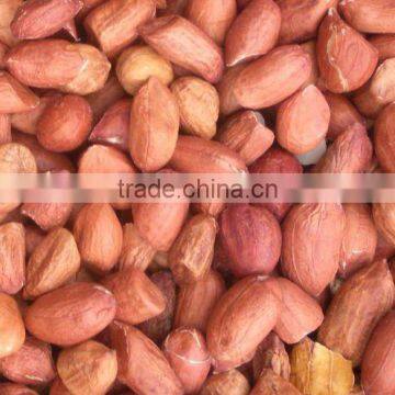 BEST QUALITY RED INDIAN BOLD GROUNDNUT KERNEL 60/70
