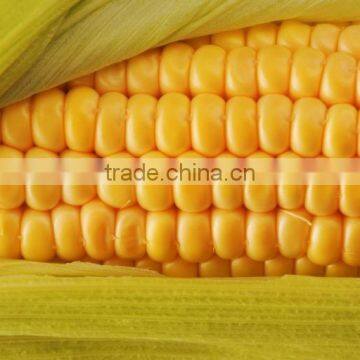 canned sweet corn17