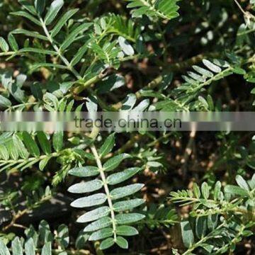High Quality 100% Nature Tribulus Terrestris l With High Quality photo-5