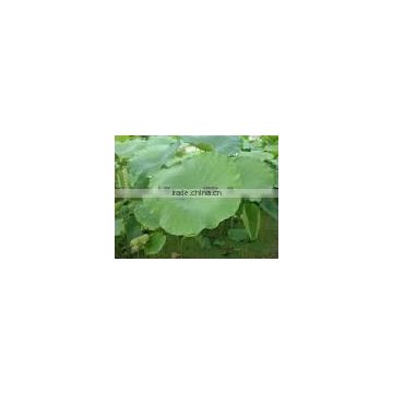 Lotus Leaf Extract Powder