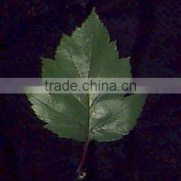 Hawthorn Leaf Extract Powder