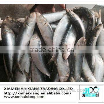 New arrival frozen sardine fish for you