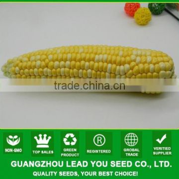 NCO04 Caise op colorful waxy corn seeds for planting