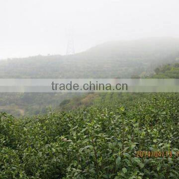 Green Tea Powder, Green Tea Fanning, Green Tea Dust photo-4