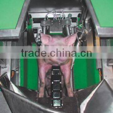 livestock Pig slaughter house equipment Dual-Side electrical stunning machine of Pig slaughter line