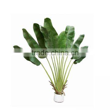 hot sale banana plant