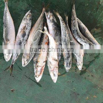 NEW 2016SeaFrozen Pacific Mackerel 200-300g photo-2