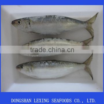 Frozen Whole Round Sardine