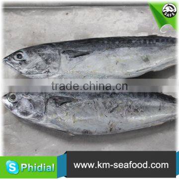 Carton or Woven Bag Packed Fat Content 16%-18% Seafish photo-4